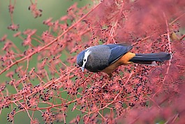 自然,鳥,生態