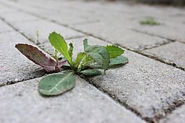 野草,石,离