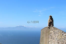 猿,直布罗陀,gb