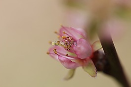 开花,花园,桃