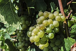 水果,葡萄,爬行者