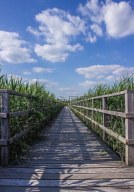 网站,木板路,芦苇