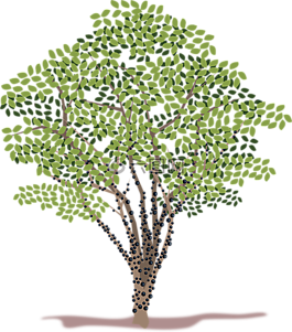 剪贴画,植物区系,自然