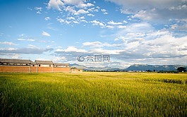 稻田,蓝天白云,建筑