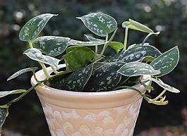 蔓绿绒席尔瓦,容器厂,植物