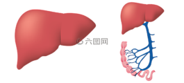 肝,生物学,医疗