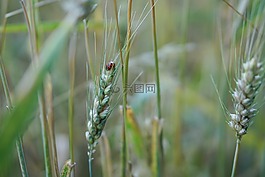 麦田,小麦,小麦种植