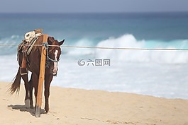 马,海滩,卡波