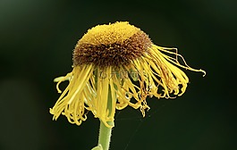 telekia桐,复合材料,花