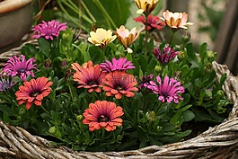 鲜花,花篮,花园