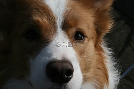 边境牧羊犬,牧羊犬,红色