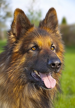 狗,德国牧羊犬,动物