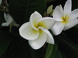 洁白的花朵,白,黄色