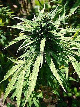 大麻,药物,东西