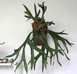 植物,装饰,鹿角