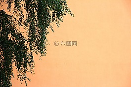 桦木,树,橙