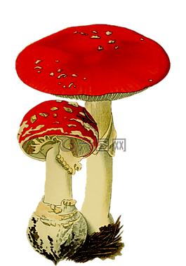 真菌,菌类,迷幻