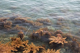 海草,水生植物,海