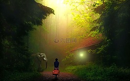 女孩,单,丛林
