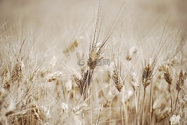 小麦,耳朵,字段