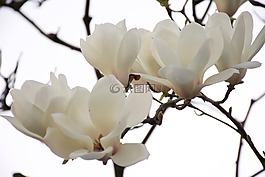 花卉,日本,棵开花的树