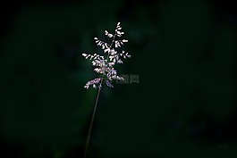 叶草,草,种子