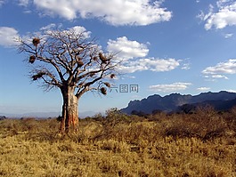 猴面包树,非洲,猴面包树迪诺