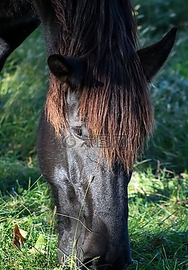 马,草,鬃毛