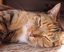 猫,茜茜公主,女性