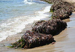海草,海,地中海