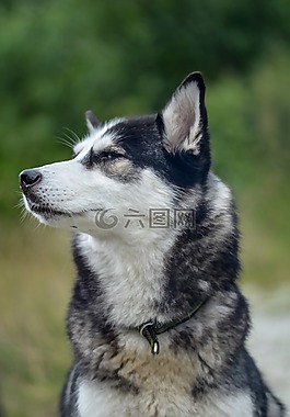 狗,赫斯基,西伯利亚