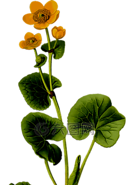 花的,花,草本的