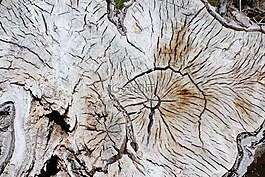 木材,纹理,自然