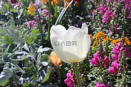 植物,花,植物园