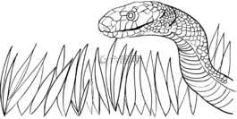 动物,草,毒药
