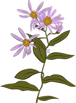 coneflower,松果菊,翠菊