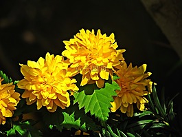 鲜花,小花,花卉