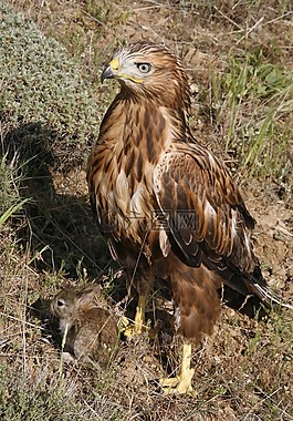 长腿的秃鹰,捕食者,野生