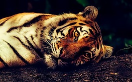 虎,动物,野生动物