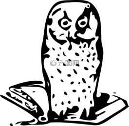 猫头鹰,智者,智慧