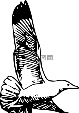 鸥,海鸥,鲱鱼鸥