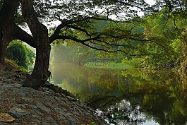 河,路堤,树