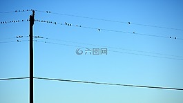 鸟,电话线,坐