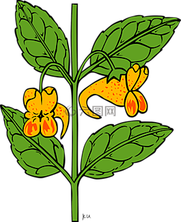 凤仙,鲜花,植物