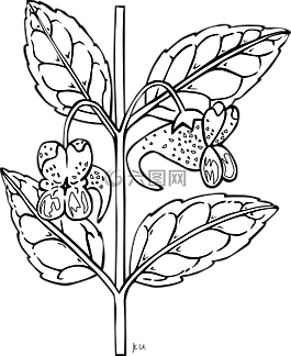 凤仙,花,植物