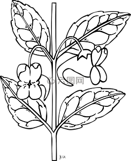 凤仙,鲜花,干