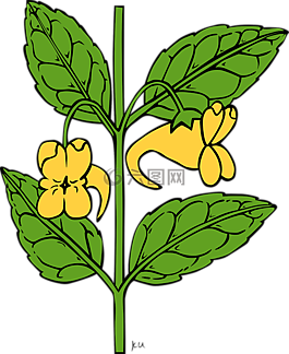 凤仙,鲜花,黄色