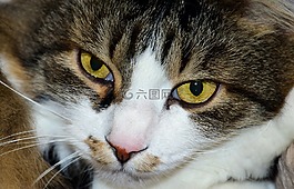 猫,国内的猫,头