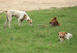 无家可归,狗,街