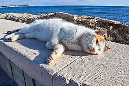 猫,迷路,享受